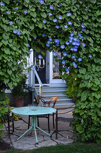 morning glories